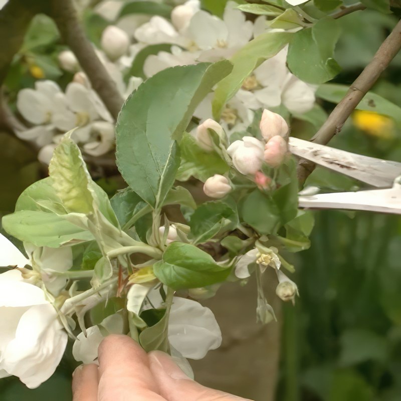 Slipp frukt vartannat år