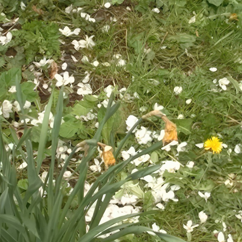 Slipp frukt vartannat år