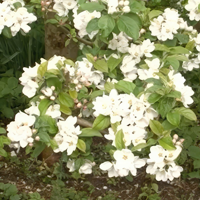 Slipp frukt vartannat år