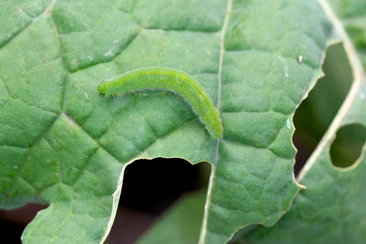 Vihreä kaalimato, josta tulee kaalikoi.