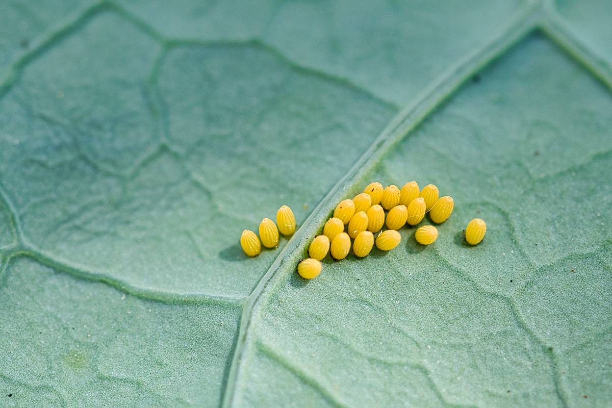 Keltaiset kaaliperhosen munat kaalinlehden alla.