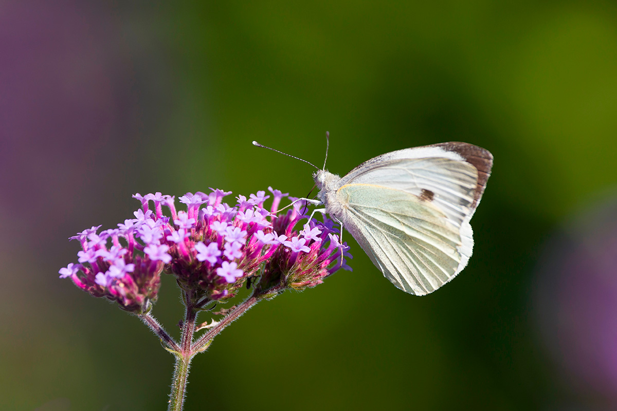 Kaaliperhonen luonnossa.