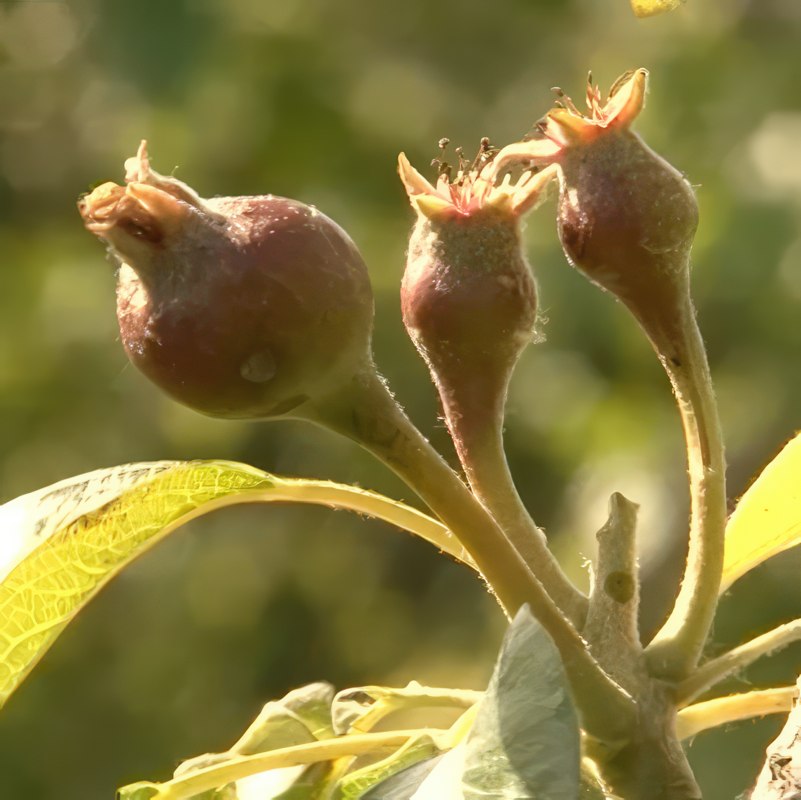 pæregalmyg skadedyr