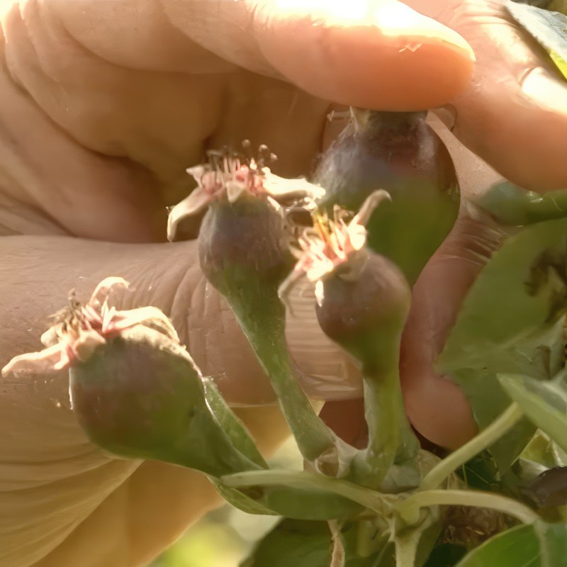 pæregalmyg bekæmpelse