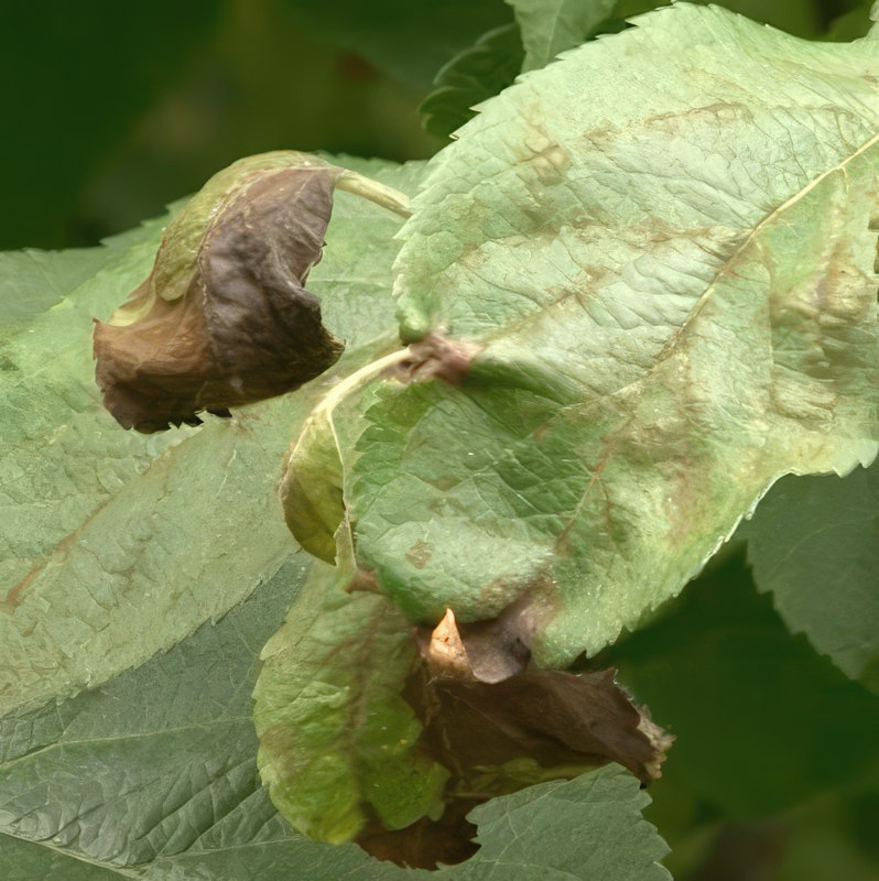 æbleskurv bekæmpelse