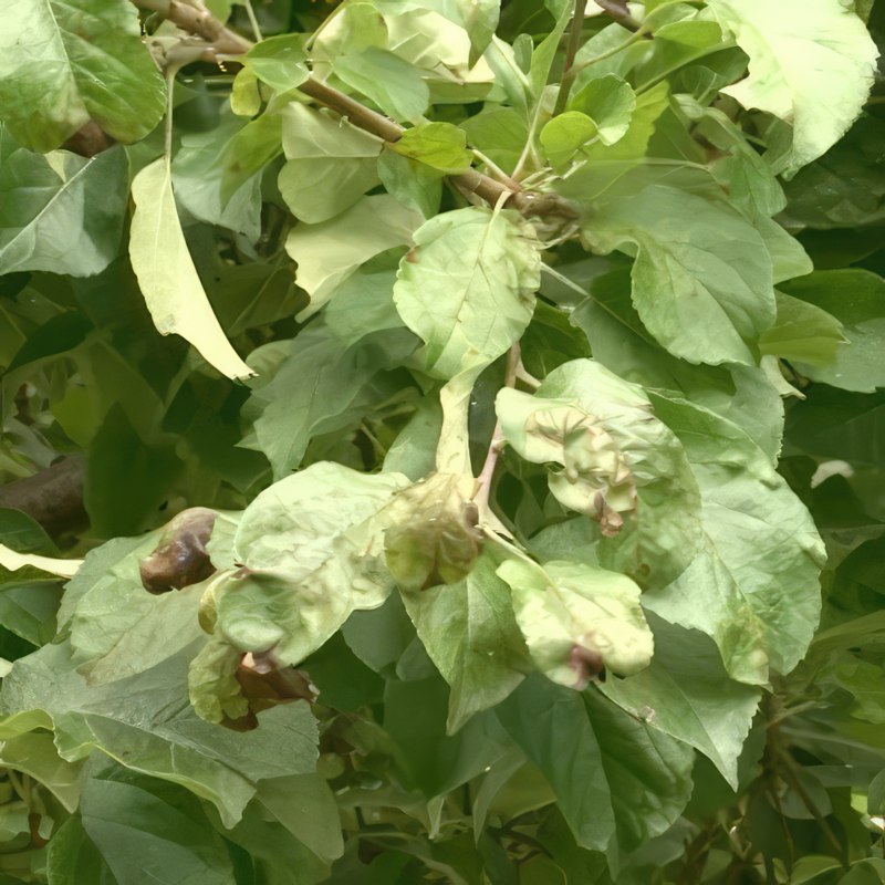 Æbleskurv behandling