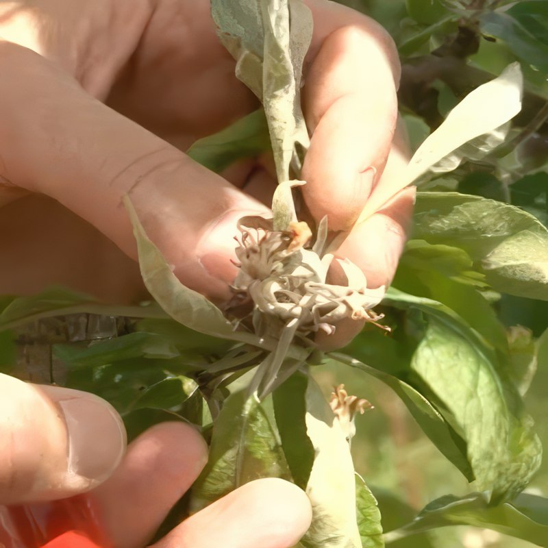 meldug i frugttræer