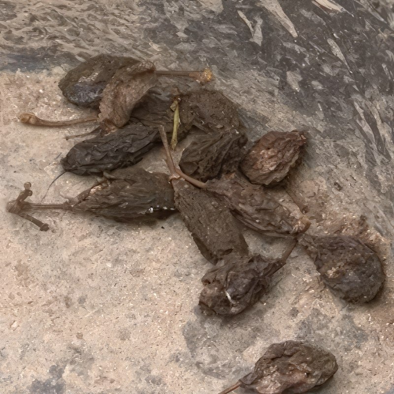 gul monilia behandling