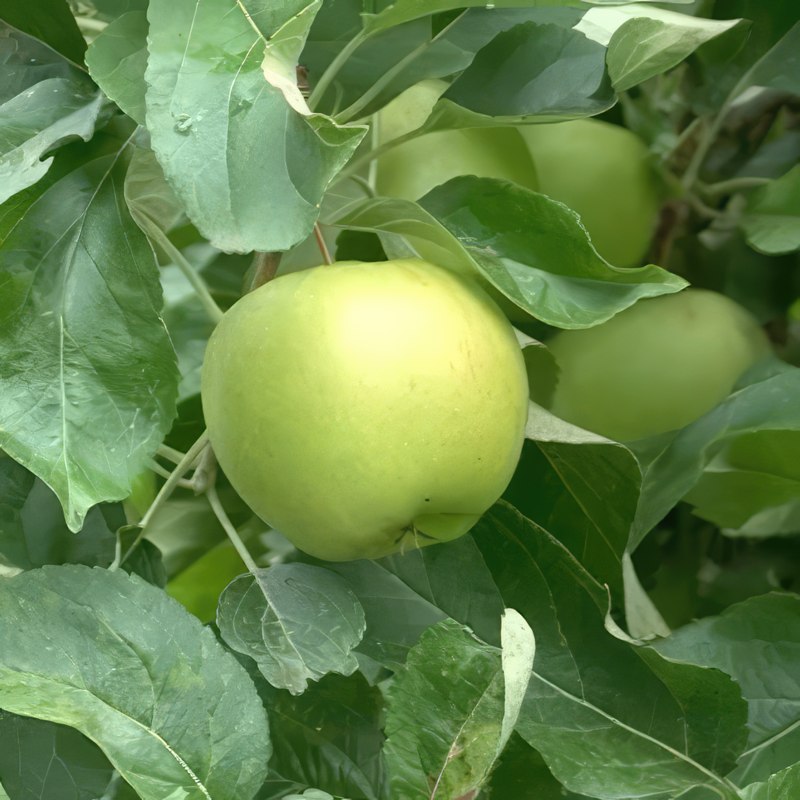 æbleskurv bekæmpelse