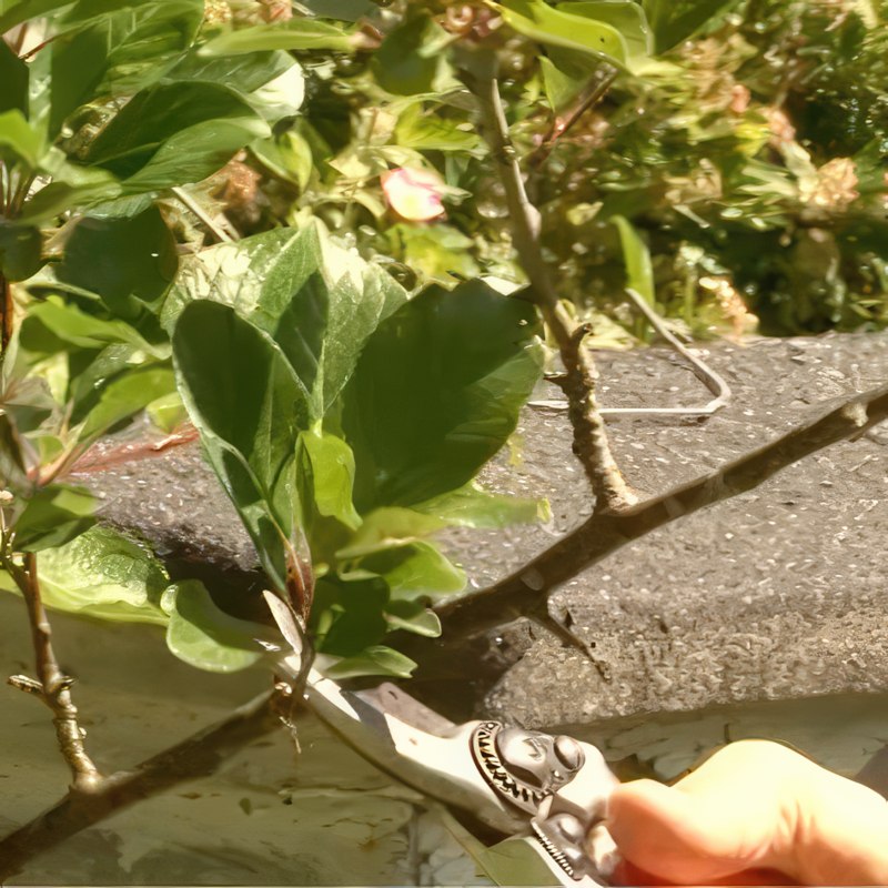 grå monilia bekæmpelse