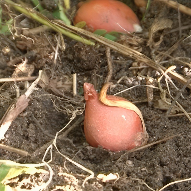 Plantering av blomsterlökar