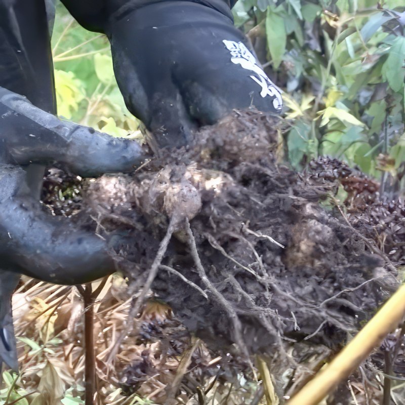 plantning af blomsterløg