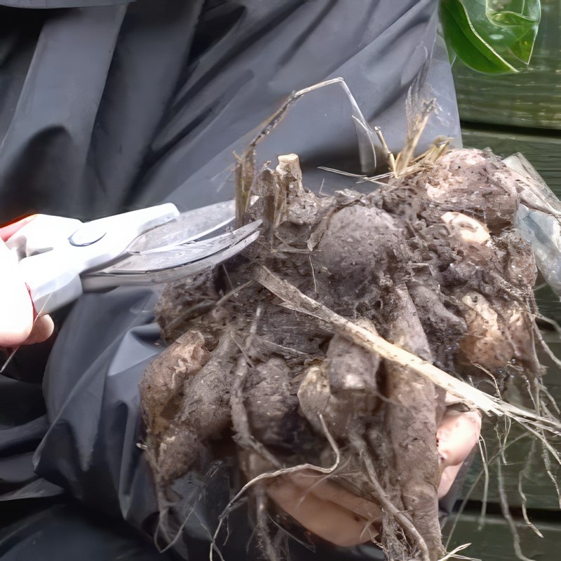 blomsterløg efterår