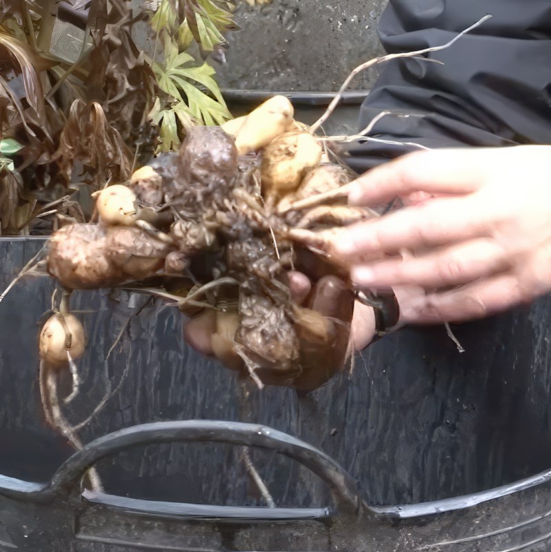 opbevaring af blomsterløg