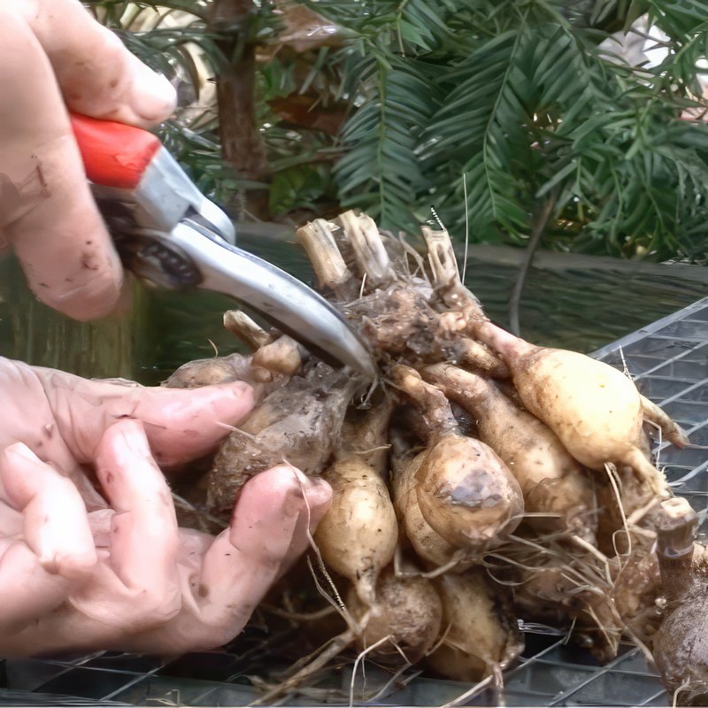 blomsterløg efterår