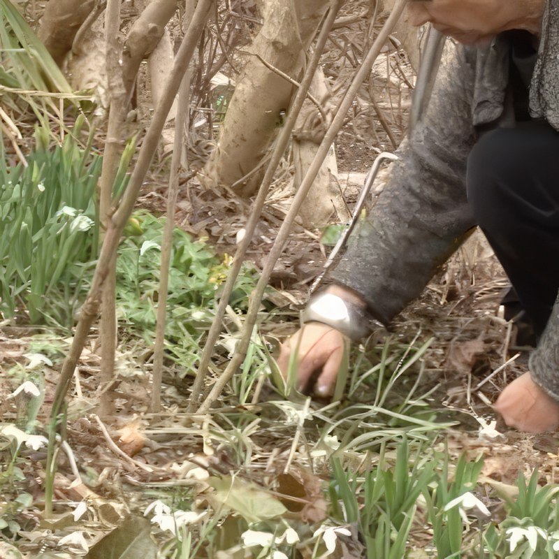 flerårige blomsterløg