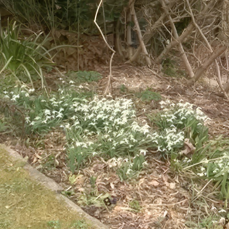 forårs blomsterløg