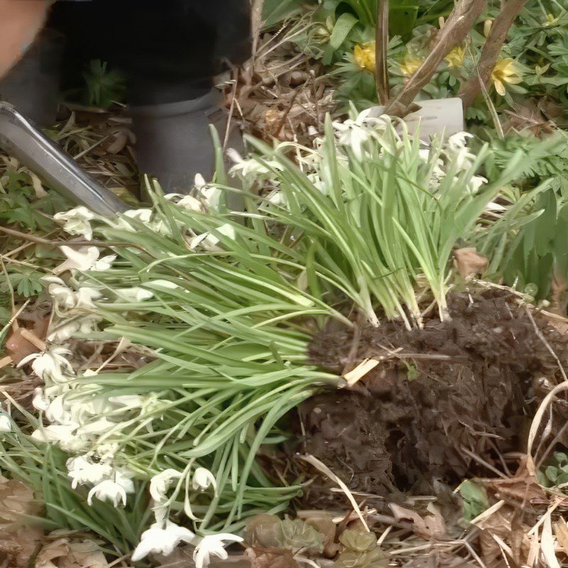 opbevaring af blomsterløg