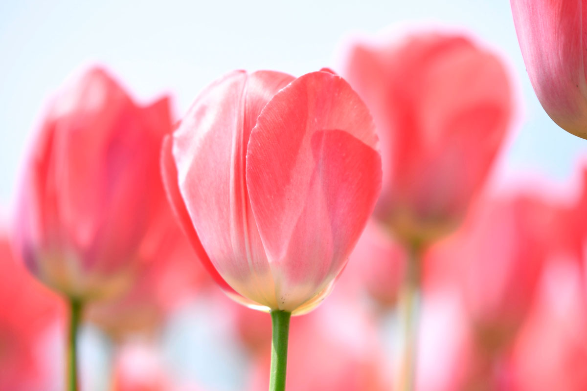 blomsterlökar tulpaner