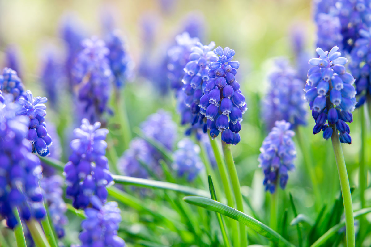 blomsterløg perlehyacinter