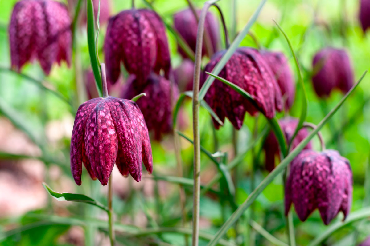 perenna blomsterlökar klocklilja
