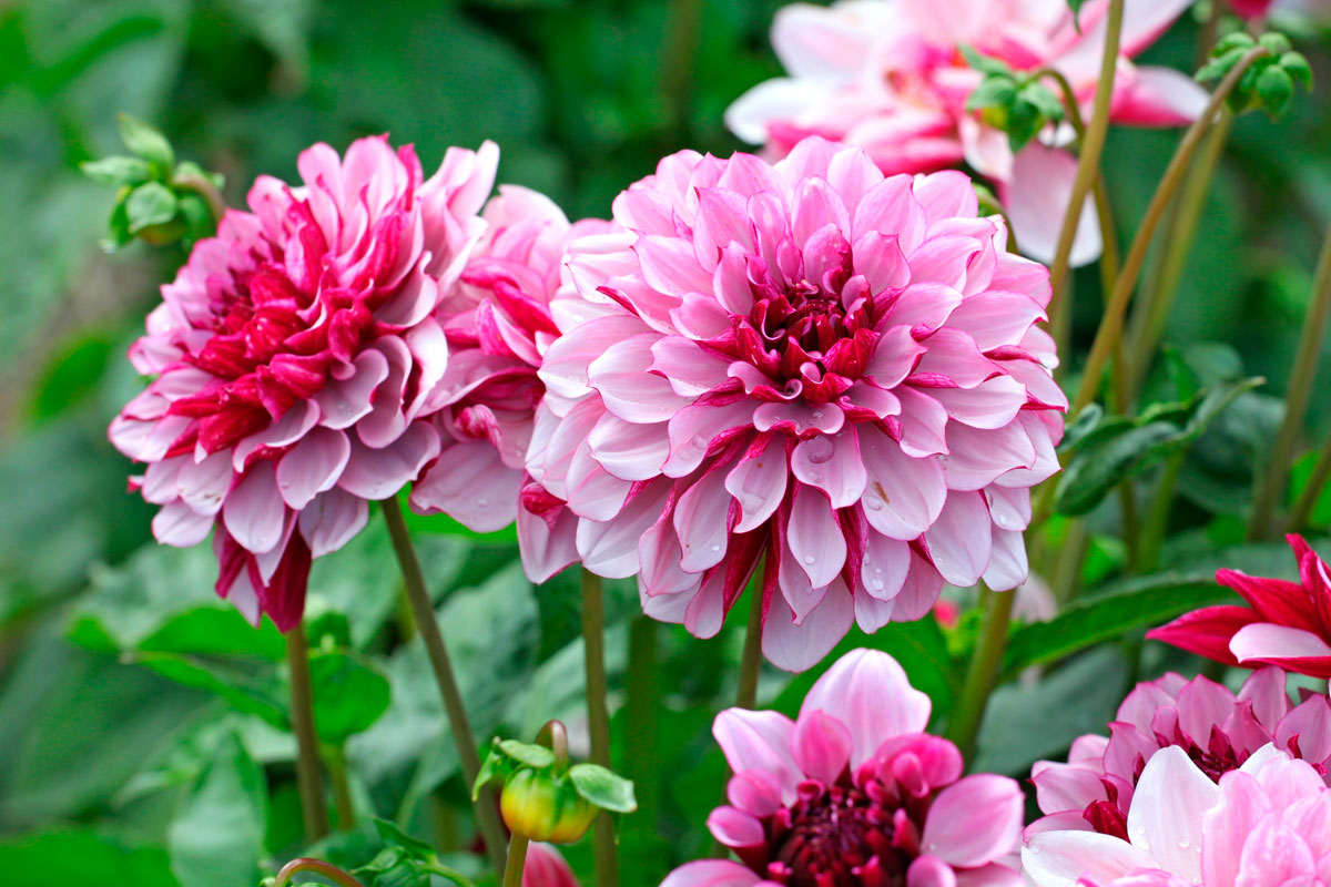 blomsterløg georginer