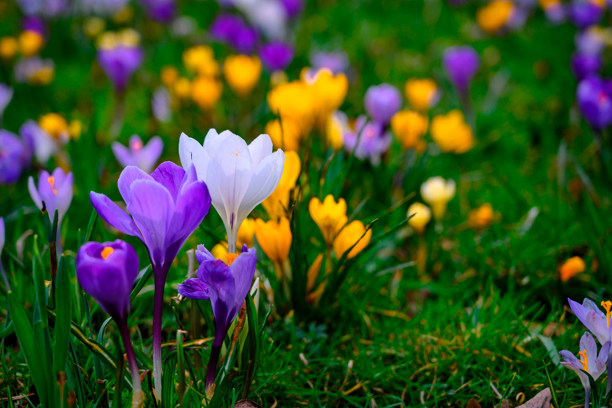 blomsterlök krokus