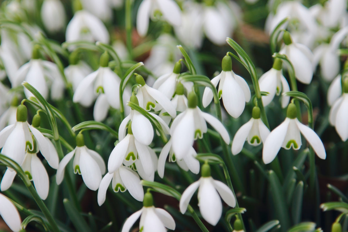 Blomsterløg vintergækker