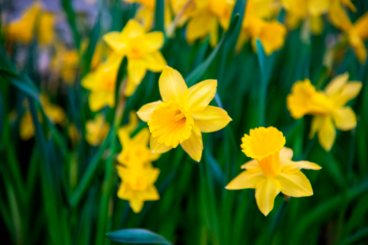 flerårige blomsterløg påskeliljer