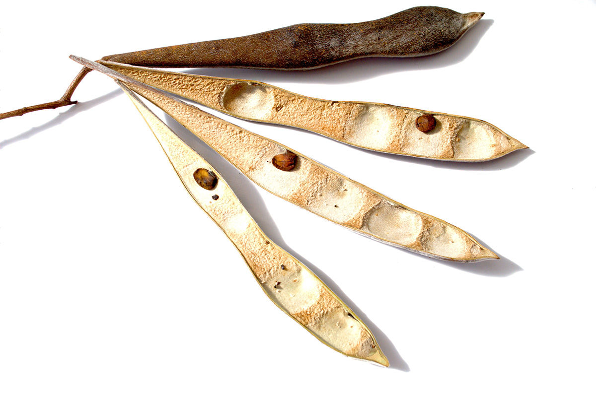 Kuiva sinisateen siemenkota ja siemeniä valkoisella taustalla.