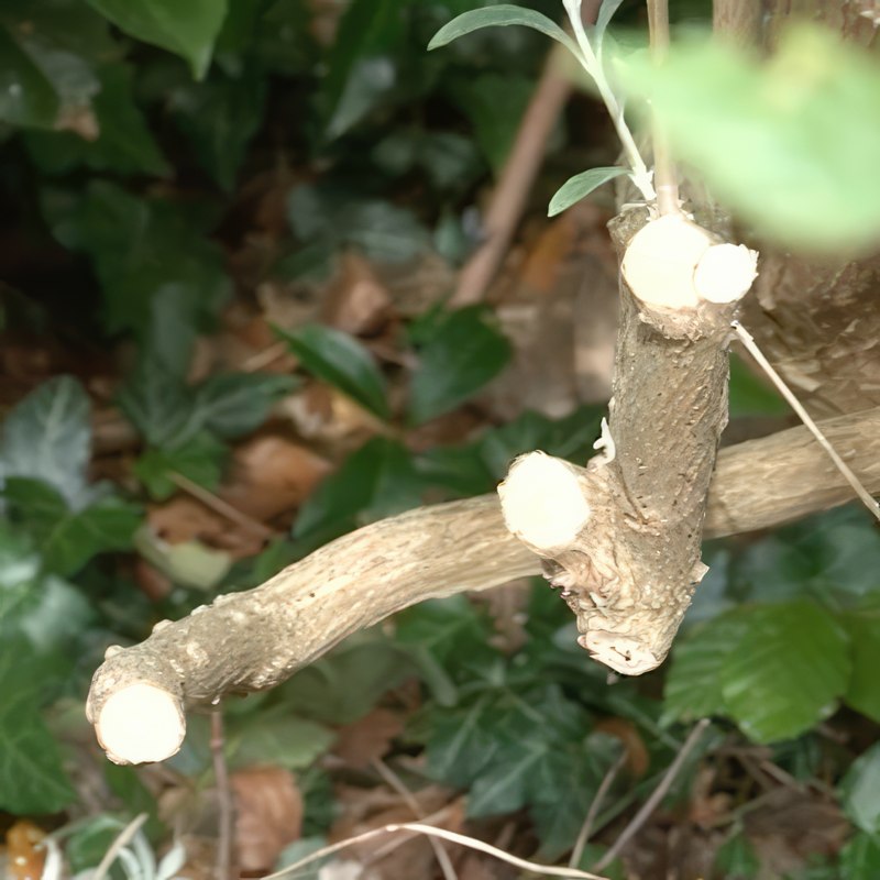 syyssyrikkän leikkaus