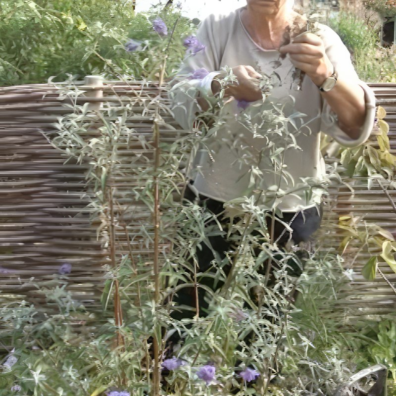 leikkaus syyssyrikkä