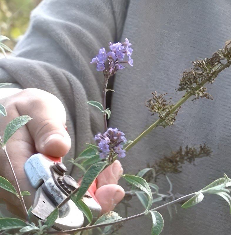 syyssyrikkä kuihtuneet kukat
