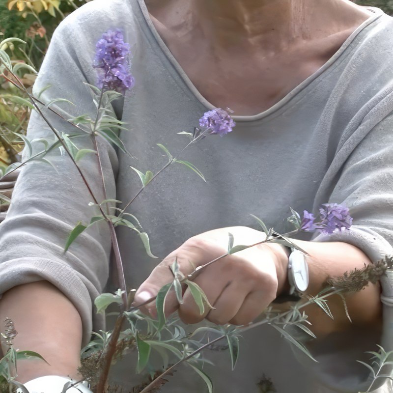 syyssyrikkä kuihtuneet kukat