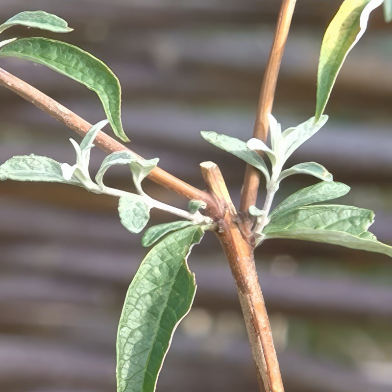 syyssyrikän leikkaus toukokuussa