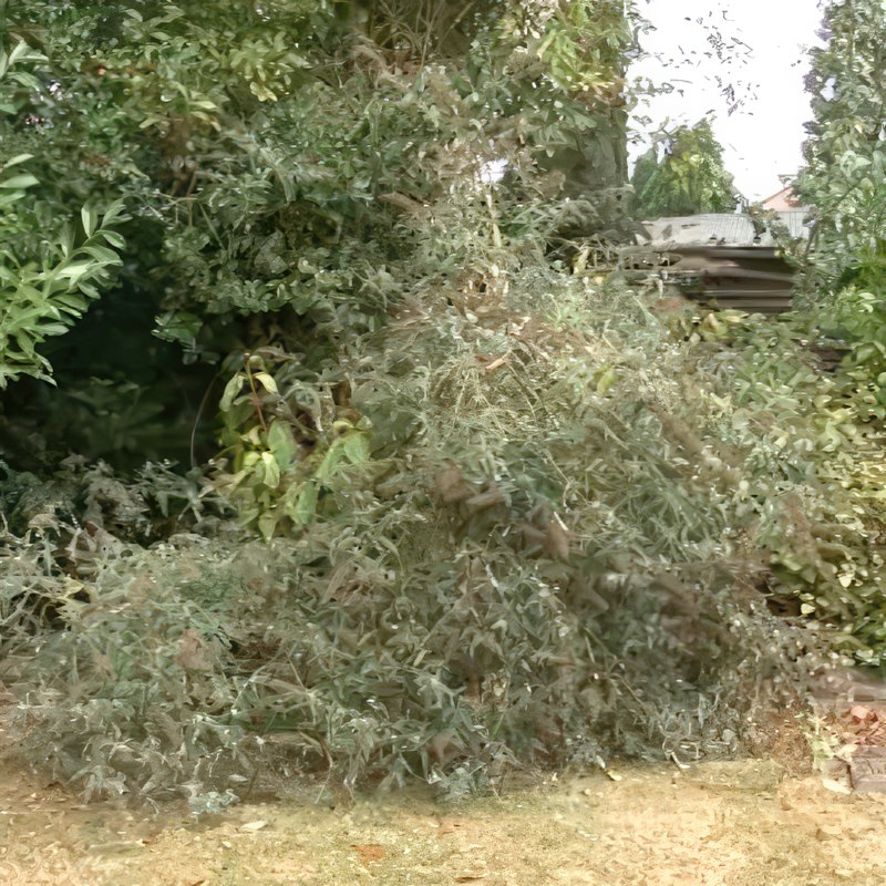 syyssyrikän leikkaaminen