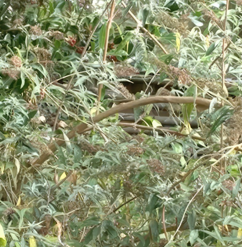 leikkaaminen syyssyrikkä