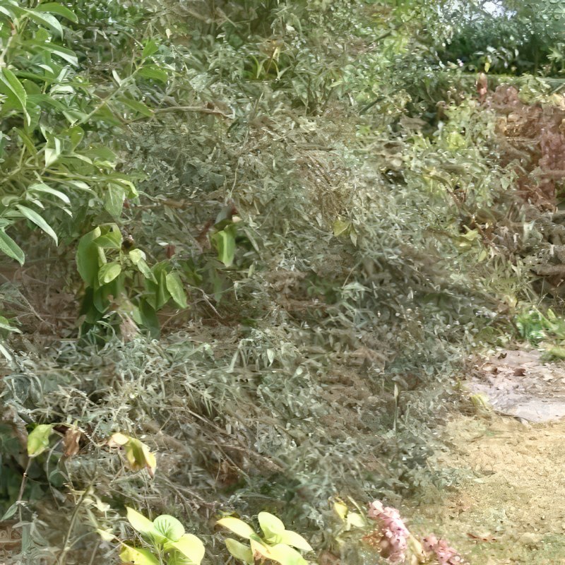 syyssyrikkä leikkaaminen