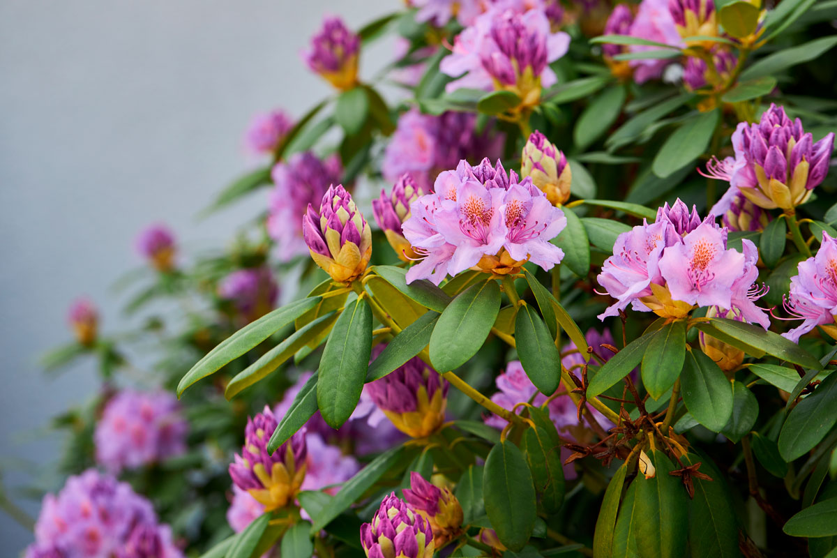 rhododendron stiklinger