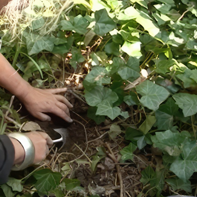 stiklinger af rhododendron