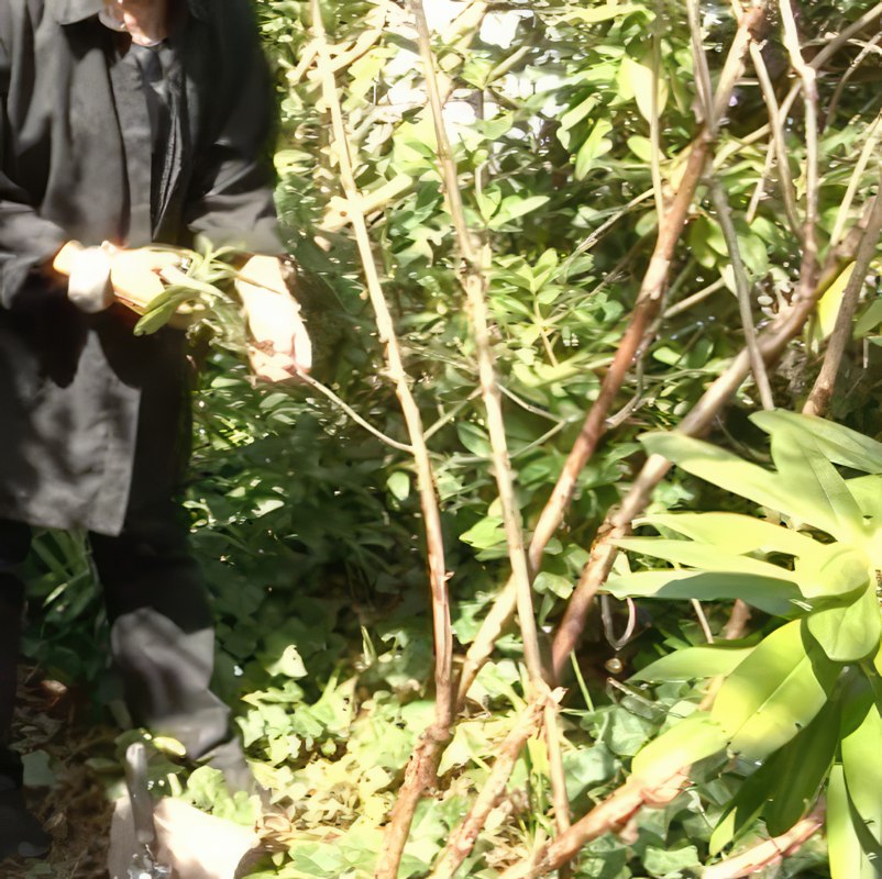 stiklinger rhododendron