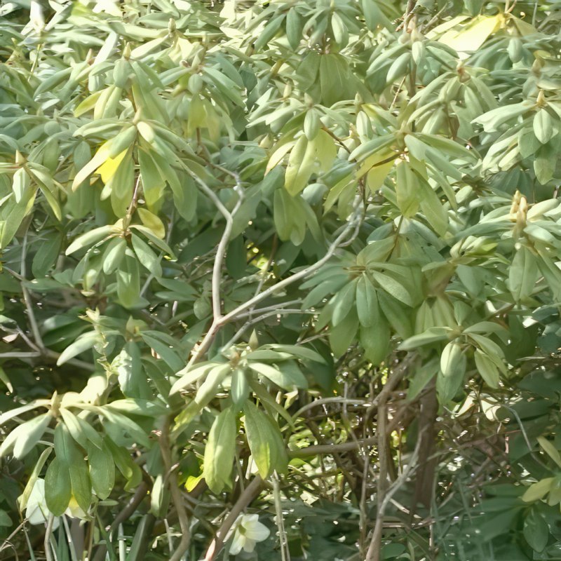 formering af rhododendron