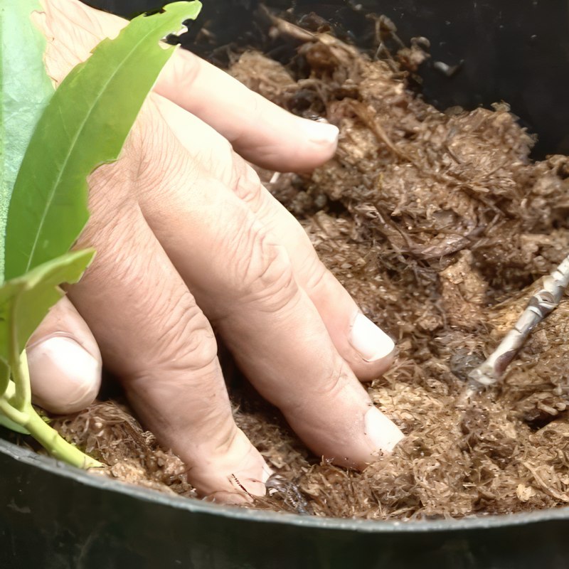 stiklinger af rhododendron