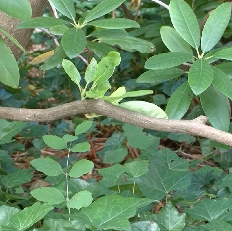 Beskärning av rododendron i juli