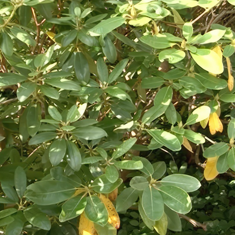 Beskjæring av rhododendron