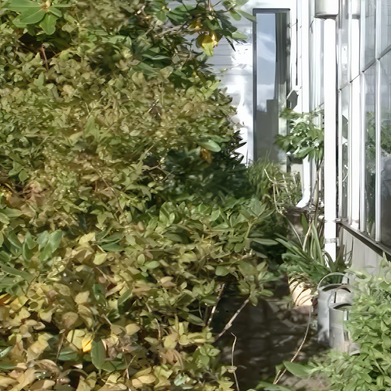 Beskärning av rhododendron