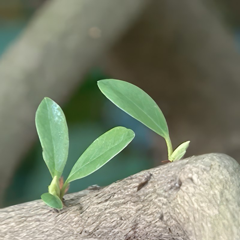Beskärning av rododendron i augusti