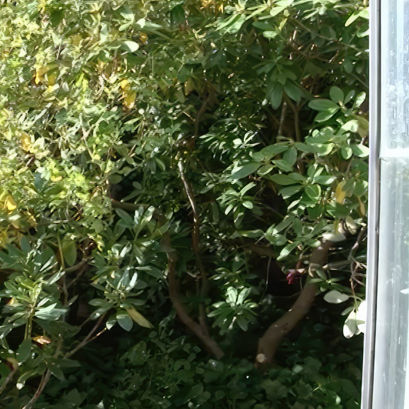 Kraftig beskärning av rhododendron