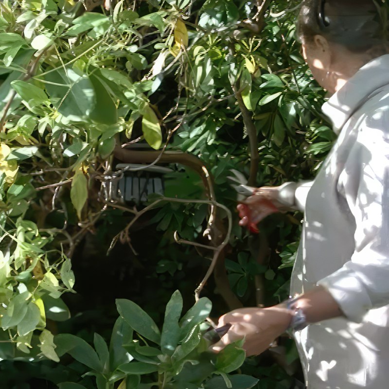 Beskärning av gammal rhododendron