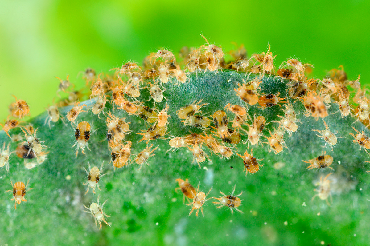 Hvordan ser spinnmidd ut?